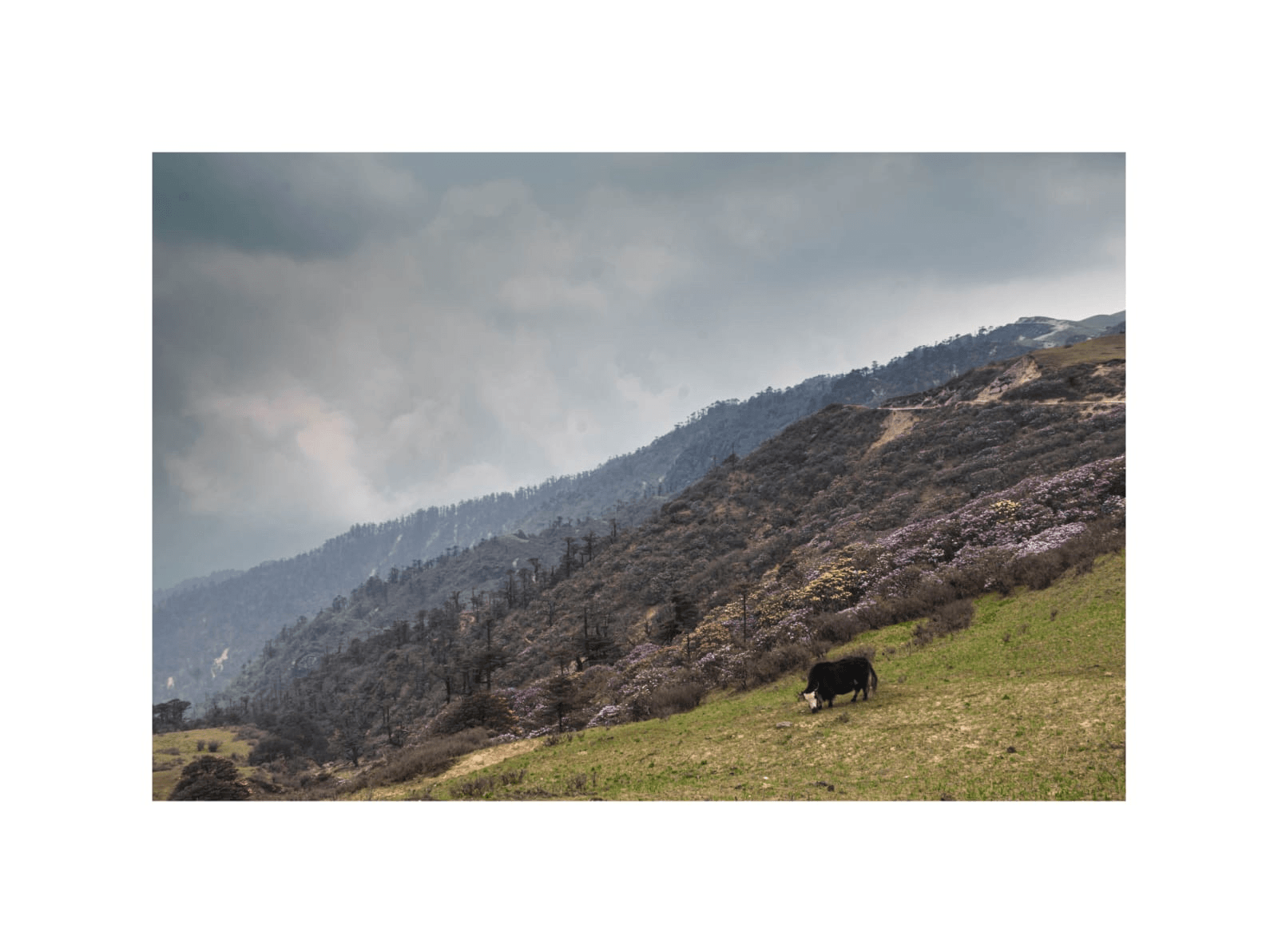 Singalila National Park Trek image 4