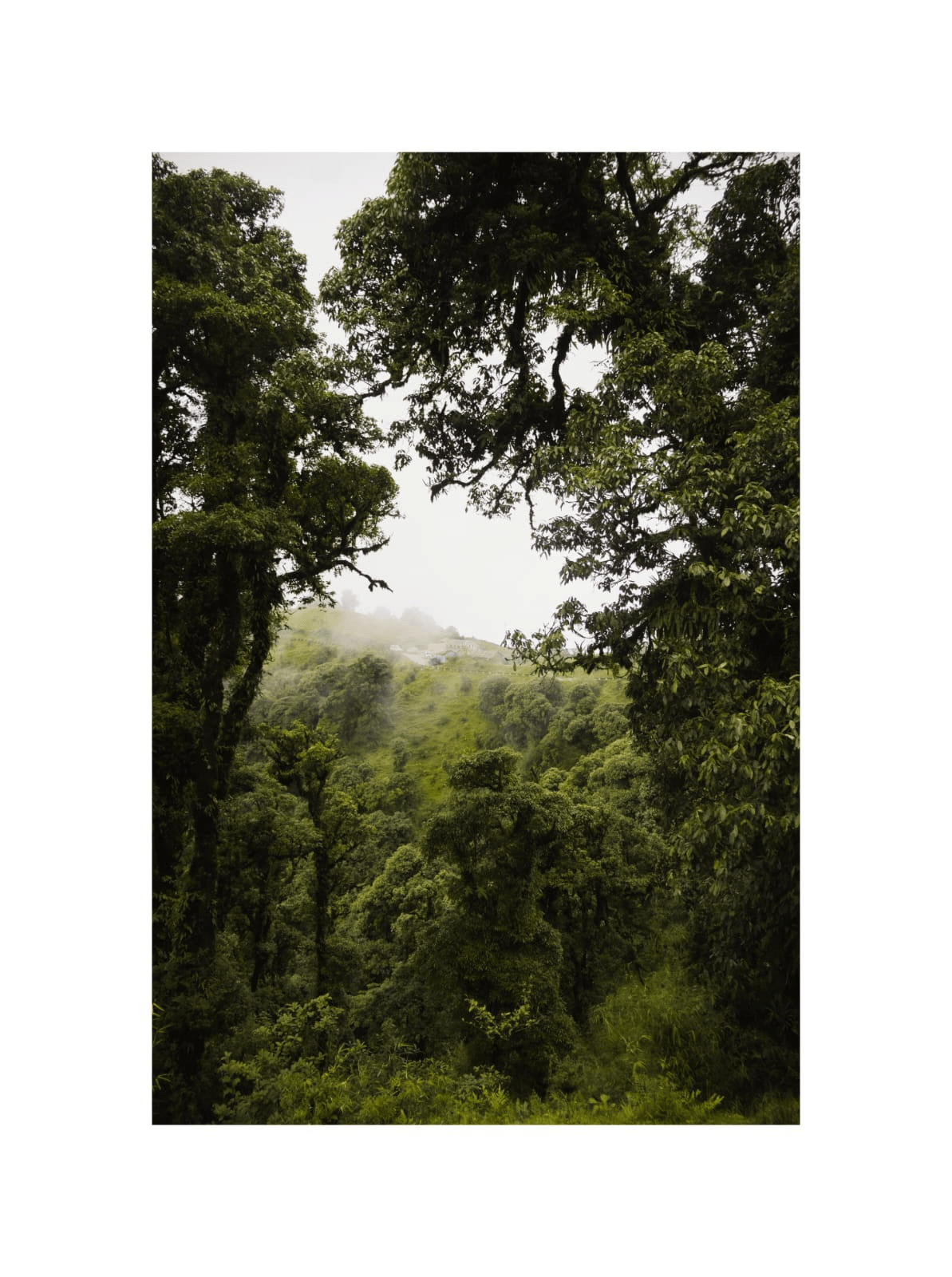 Singalila National Park Trek image 2